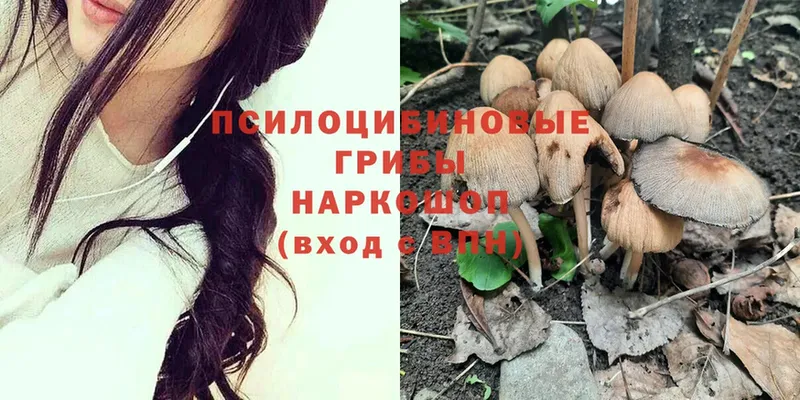 Псилоцибиновые грибы MAGIC MUSHROOMS  купить наркотик  Красноармейск 